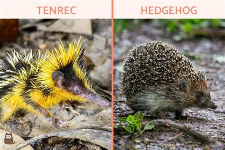 Are tenrecs related to hedgehogs?