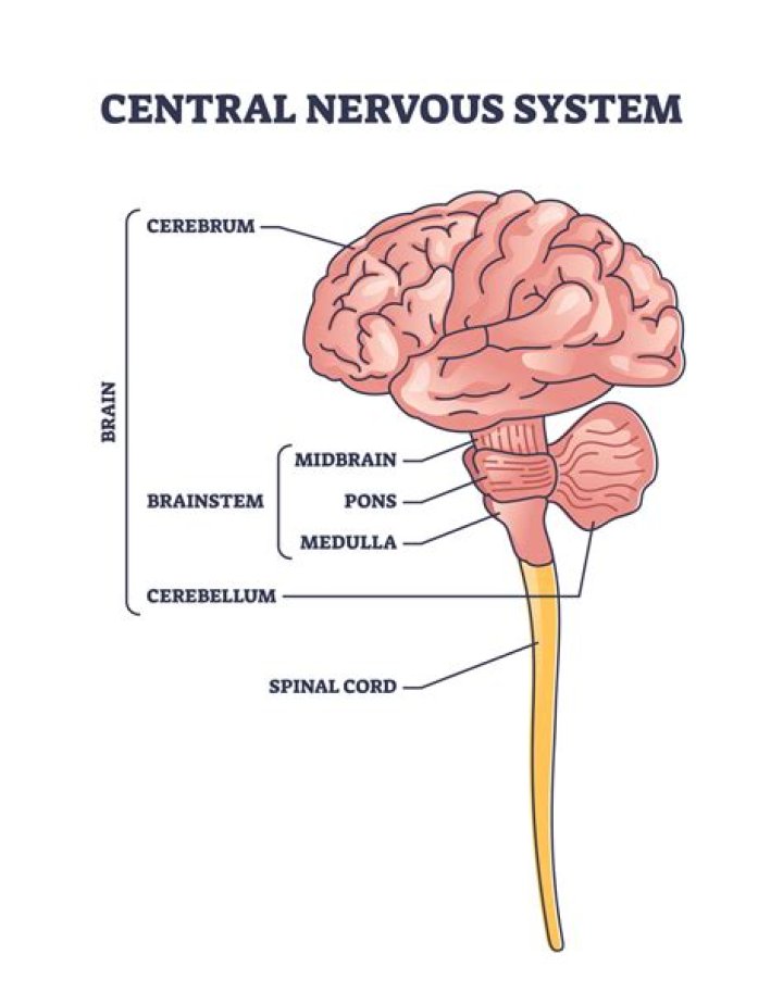 Are the central nervous system?