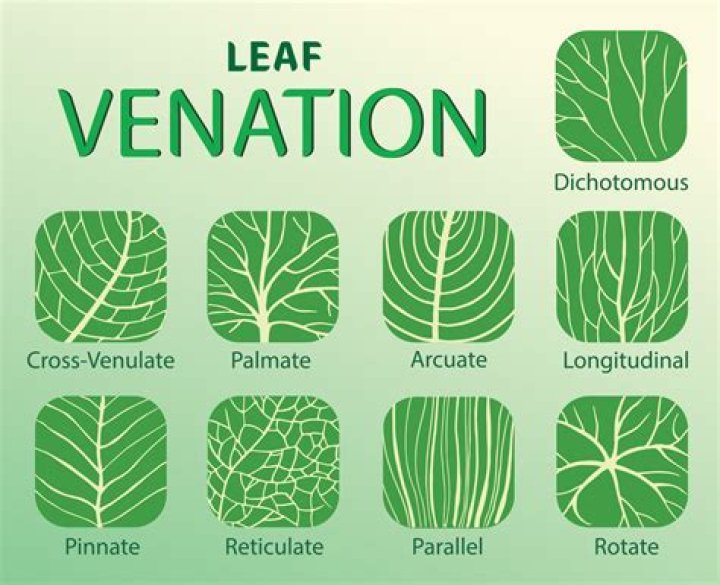 Are the different types of venation?