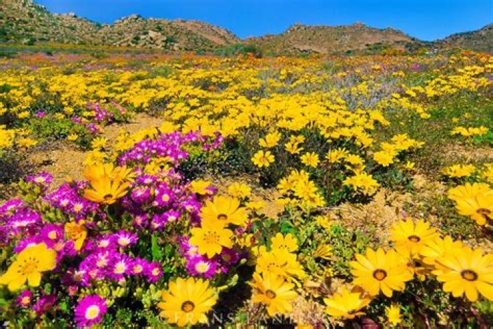 Are the flowers out in namaqualand?