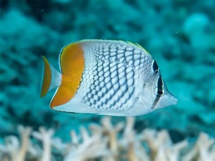 Are there any reef safe butterflyfish?