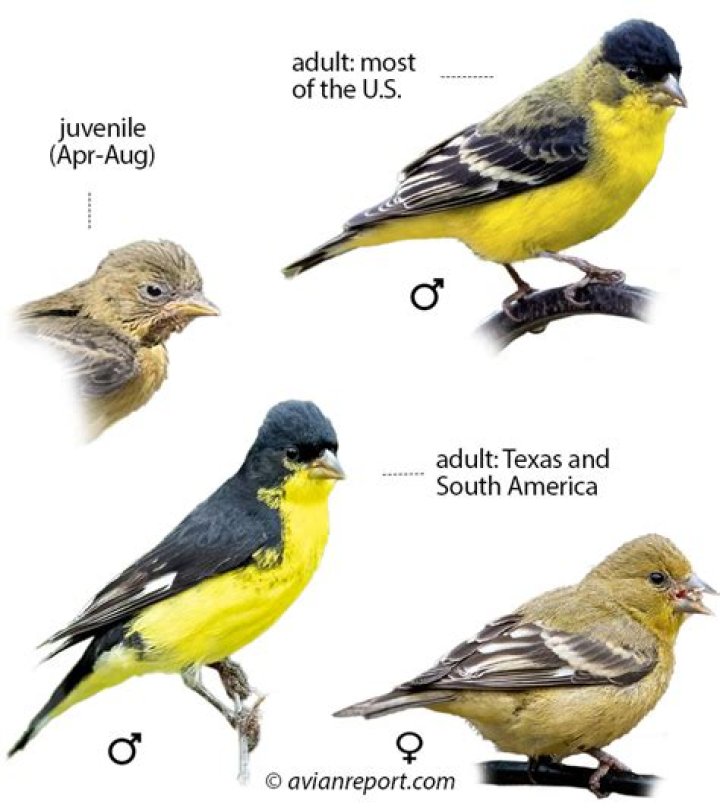 Are there goldfinches in texas?