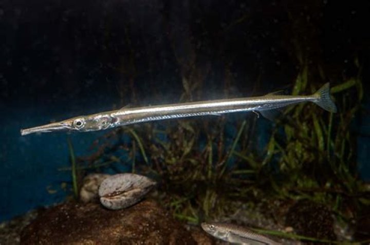 Are there needlefish in australia?