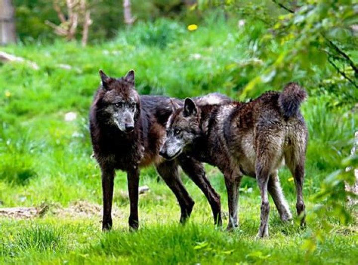 Are there wolves in england?