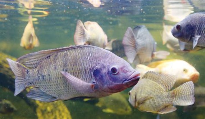 Are tilapia saltwater fish?
