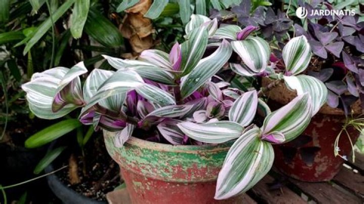 Are tradescantia nanouk rare?