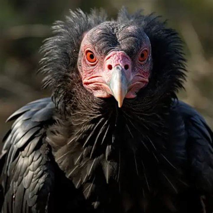 Are turkey vultures dangerous?