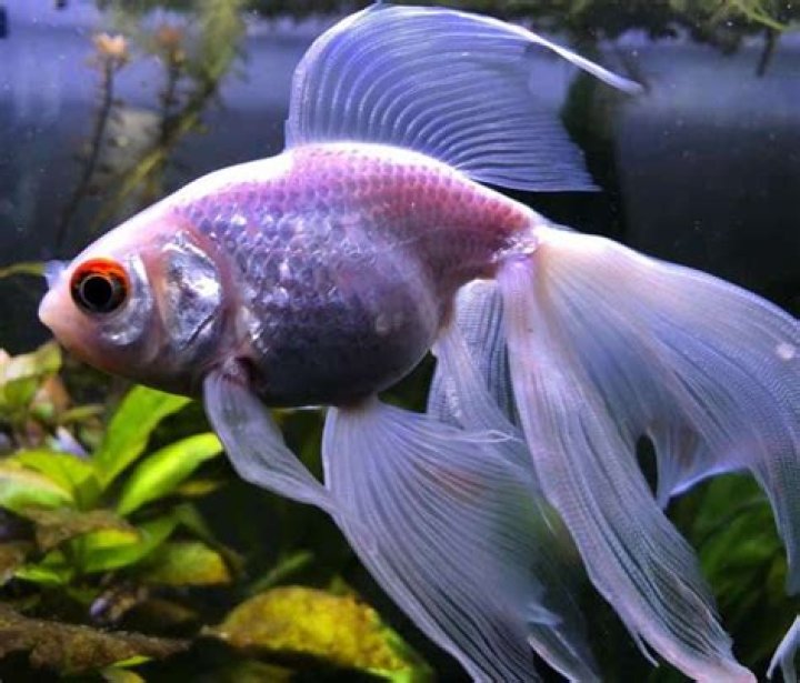 Are veiltail goldfish rare?