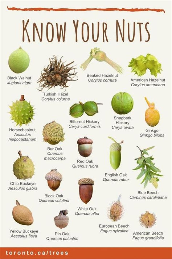 Are wobble nuts safe?