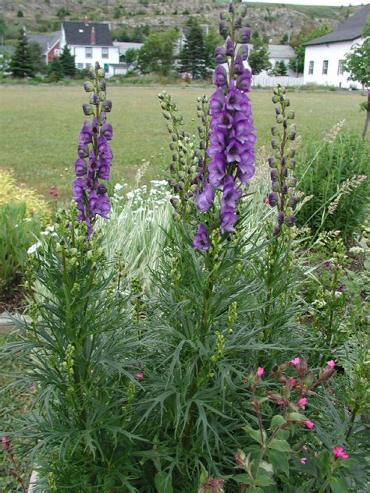 Are wolfsbane leaves poisonous?