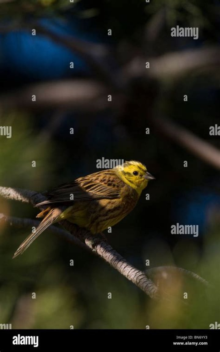 Are yellowhammer native to new zealand?