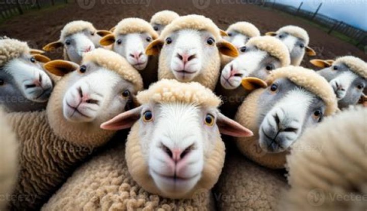 Are you sheepish meaning?