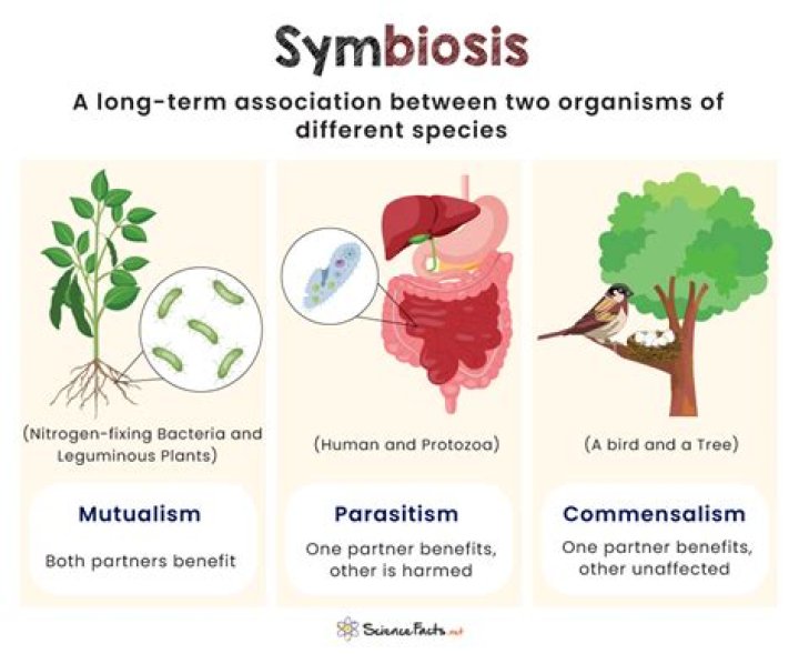 At does symbiosis mean?