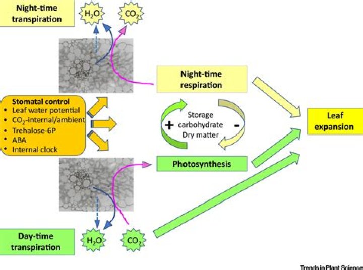 At night transpiration occurs through?
