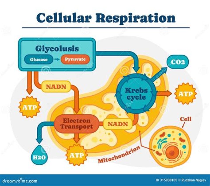 At the cellular respiration?