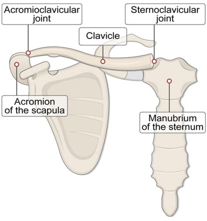 At the sternoclavicular joint?