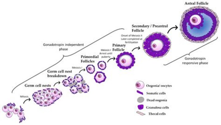 At what age does oogenesis start?