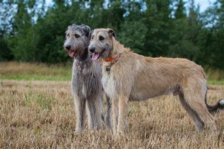 At what age is an irish wolfhound full grown?
