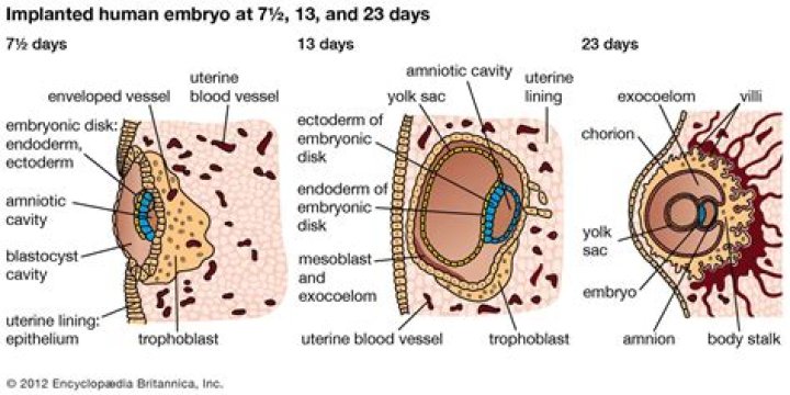 At what stage is the mammalian embryo implanted in uterus?