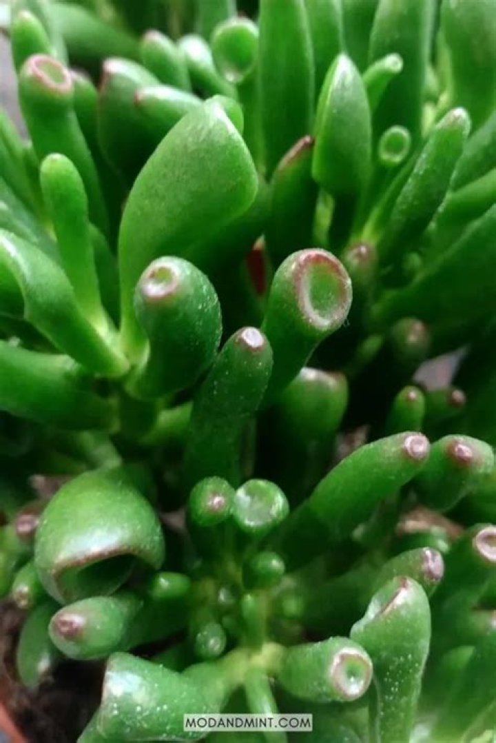Can a crassula live outside?