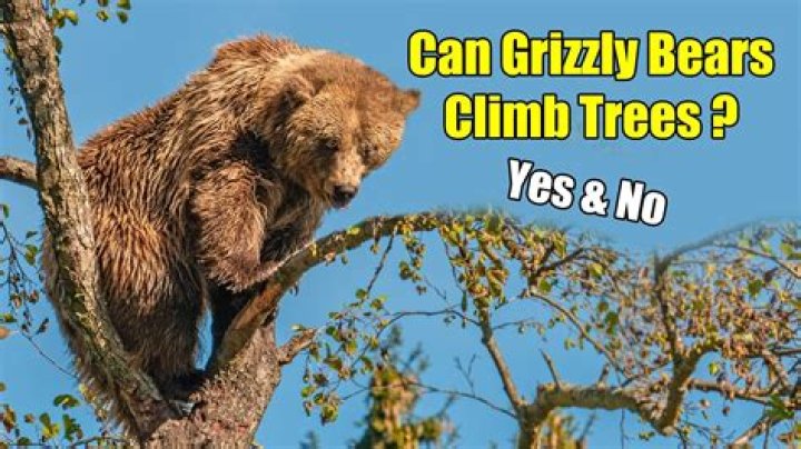 Can a full grown grizzly climb a tree?