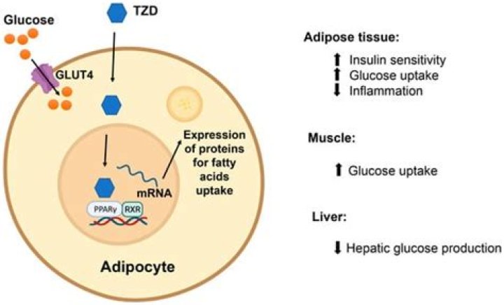 Can actos be taken with glipizide together?
