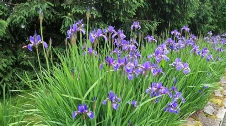 Can all iris grow in water?