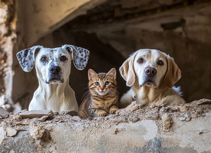 Can anatolian shepherds live with cats?