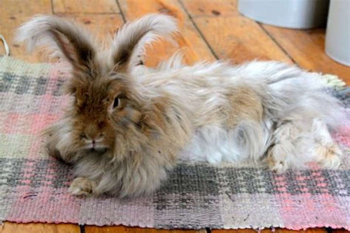 Can angora rabbits get fleas?