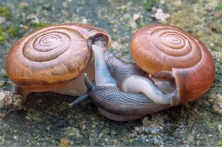 Can astrea snails right themselves?