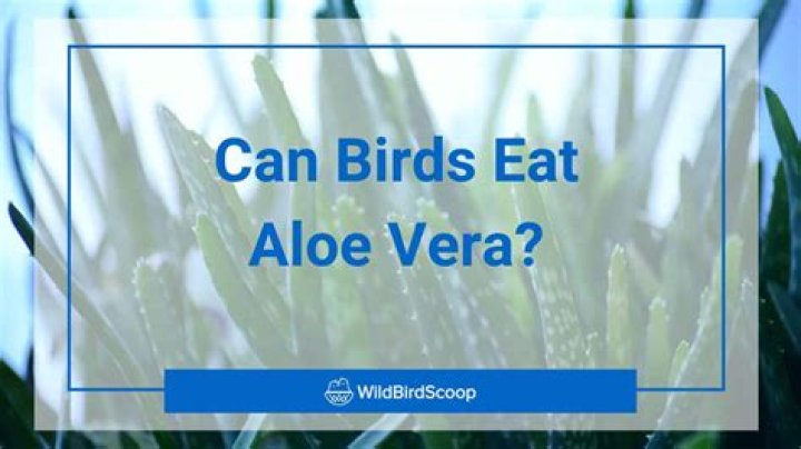 Can birds eat aloe vera?