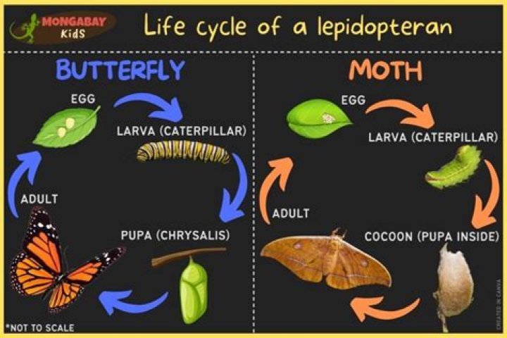 Can caterpillars turn into moths?