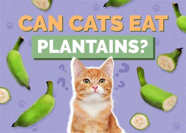 Can cats eat plantains?