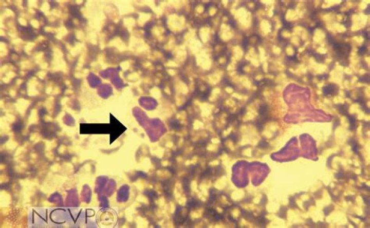 Can cats get anaplasma?