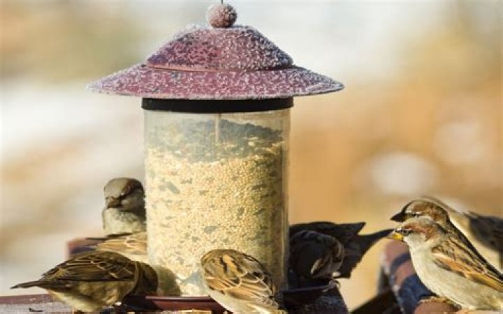 Can chickens eat bird seeds?