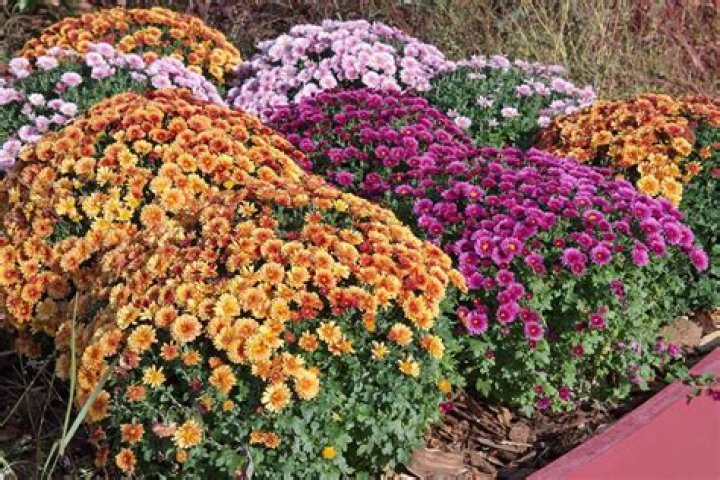 Can chrysanthemums be grown from cuttings?