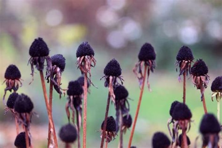 Can coneflowers be deadheaded?