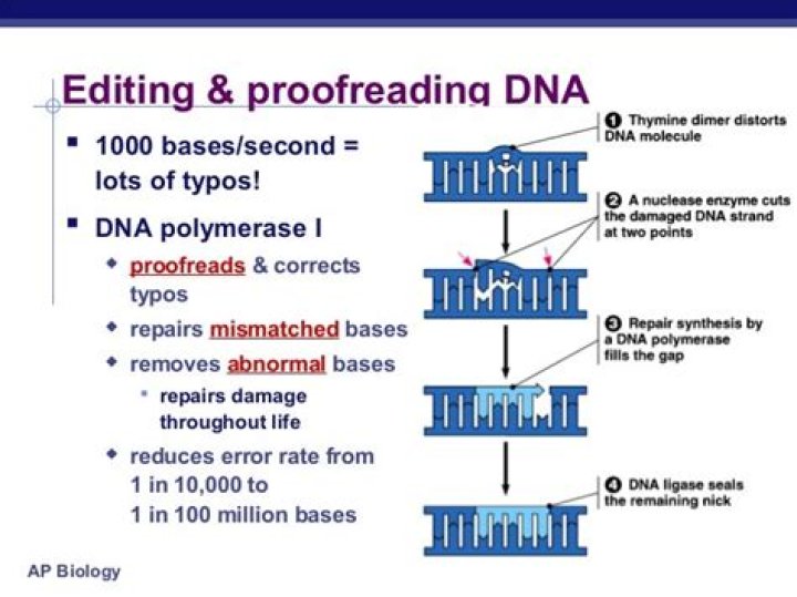 Can dna polymerase proofread?