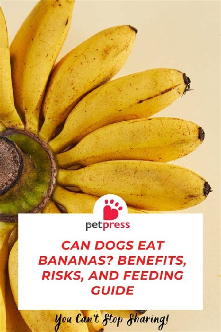 Can dogs eat bananas safely?