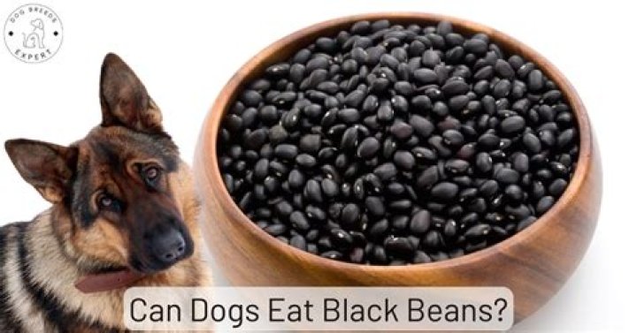 Can dogs eat black beans?