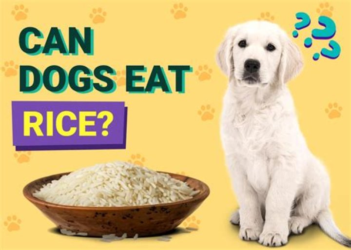 Can dogs eat fragrant rice?