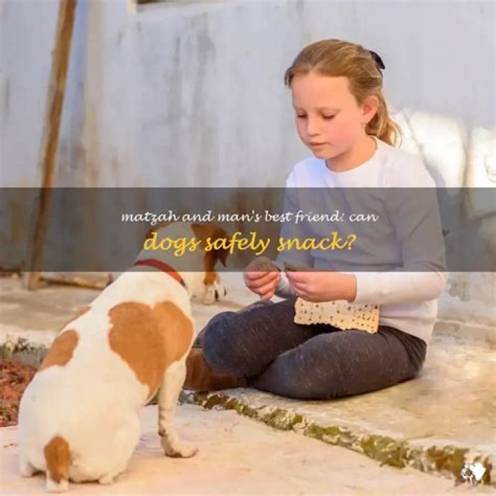 Can dogs eat matzah?