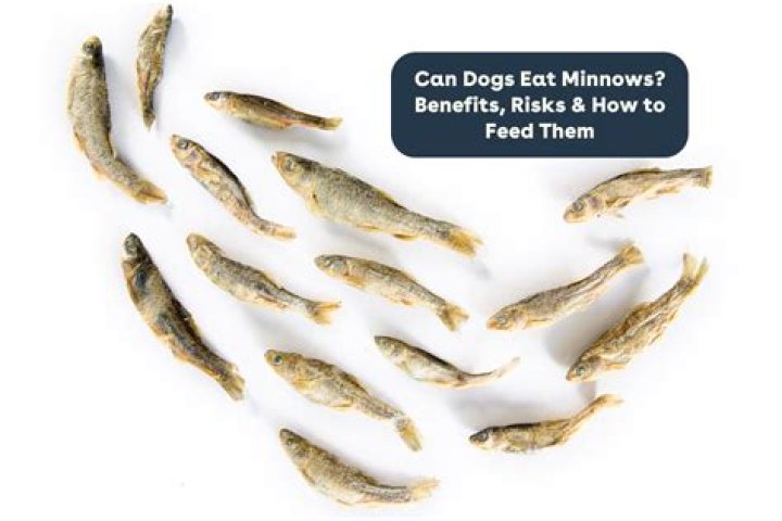 Can dogs eat minnows?