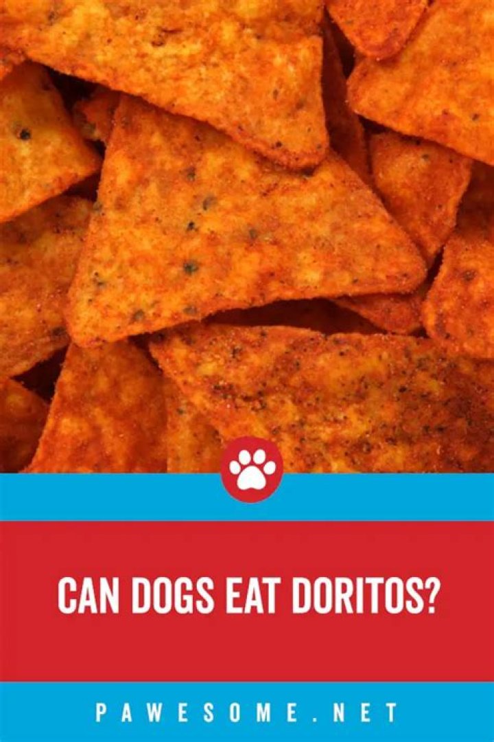 Can dogs eat tangy cheese doritos?
