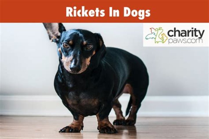 Can dogs have rickets?