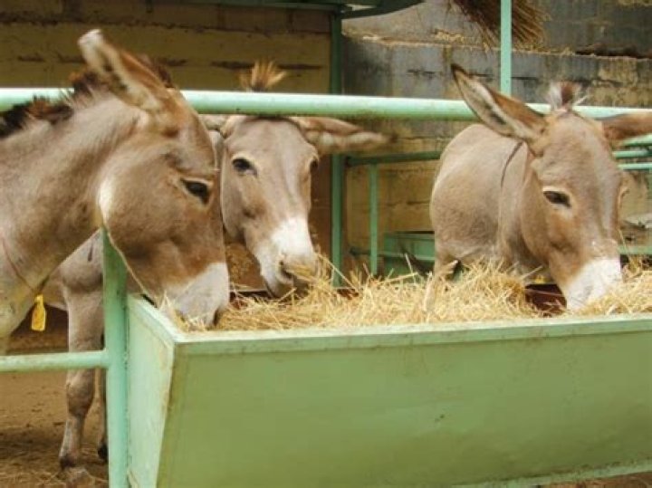 Can donkeys eat wheat straw?