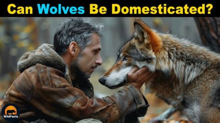 Can elk be domesticated?