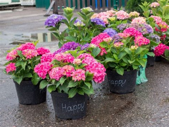 Can florist hydrangeas be planted outside?