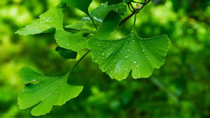 Can ginkgo grow in the shade?