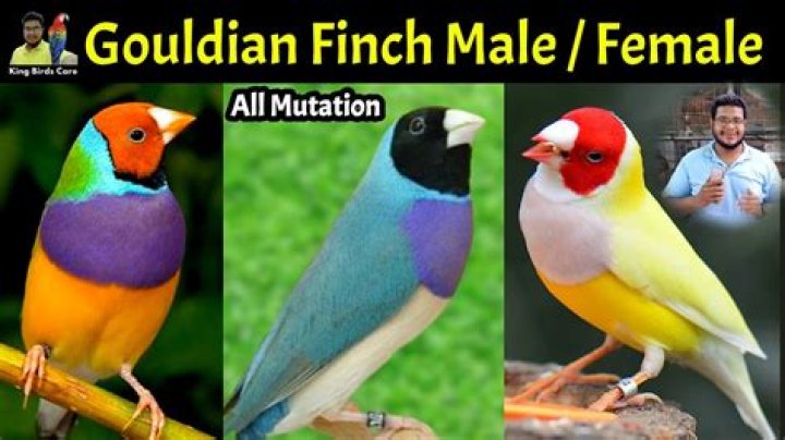 Can gouldian finch live alone?